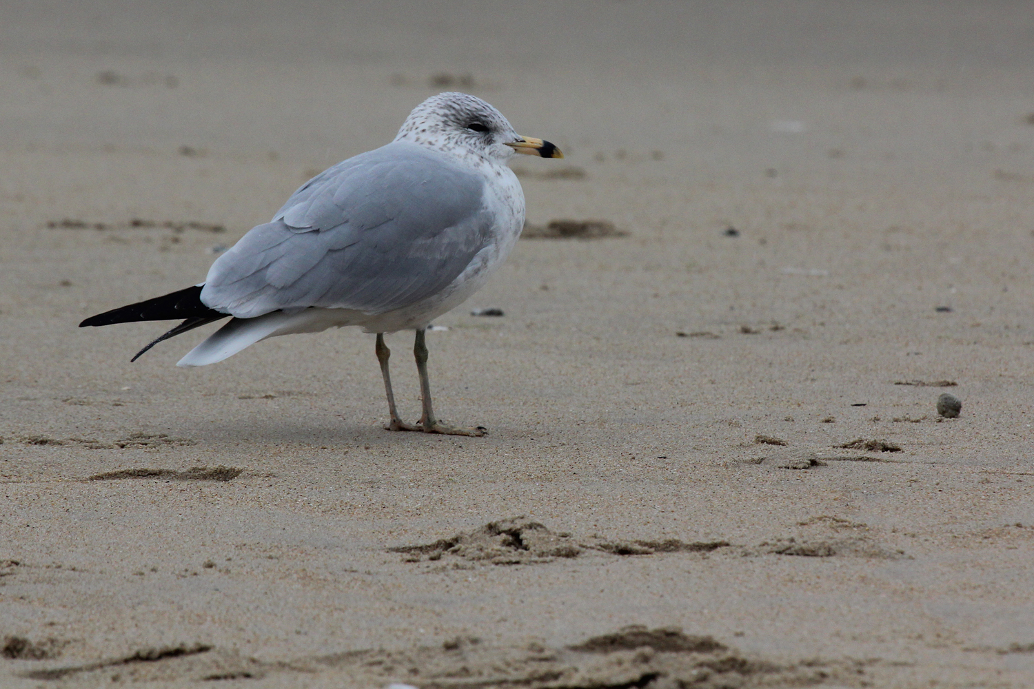 Ring-billed Gull / 4 Jan / 39th St. Beach