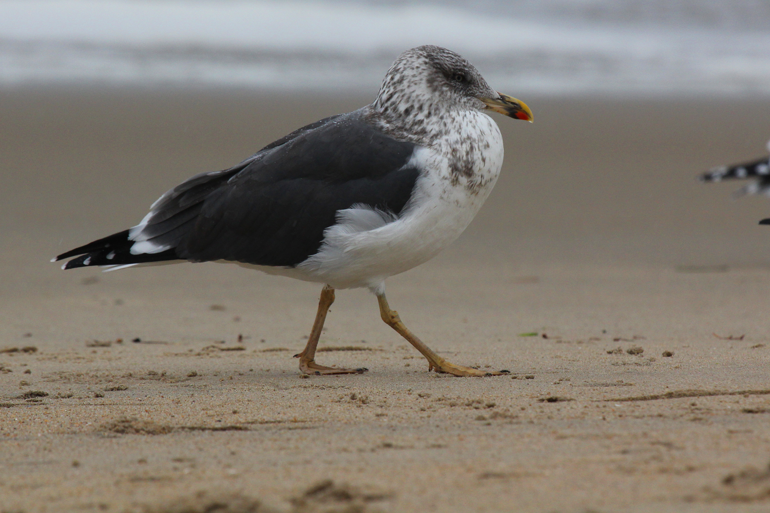 Lesser Black-backed Gull / 4 Jan / 39th St. Beach