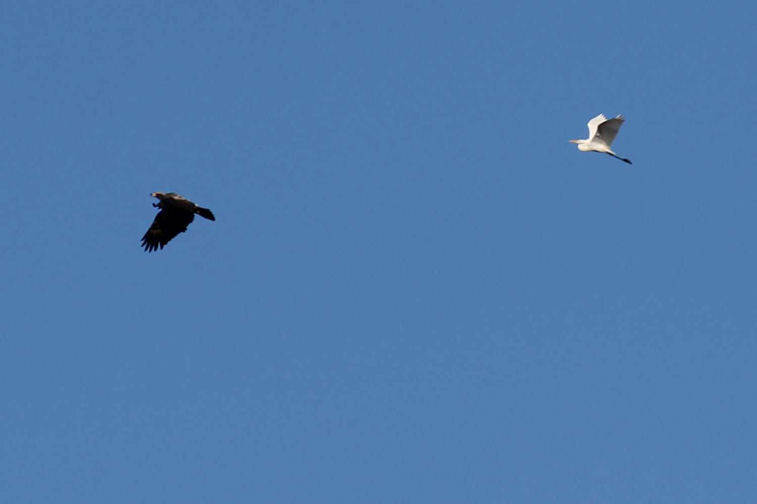 Bald Eagle &amp; Great Egret / 6 Jan / Back Bay NWR