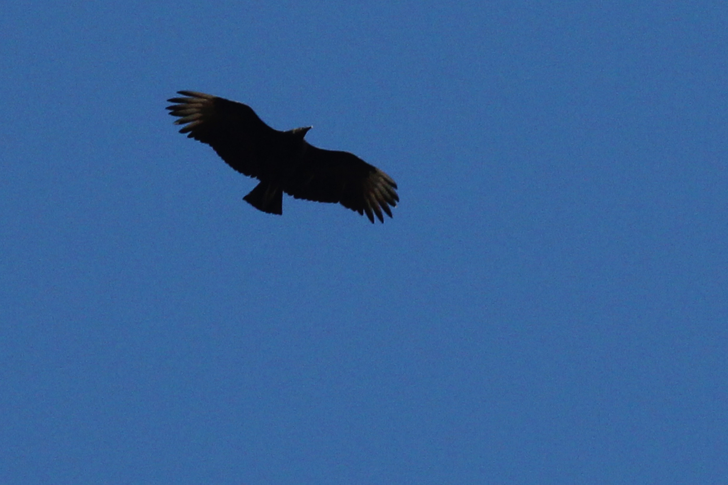 Black Vulture / 6 Jan / Crags Causeway