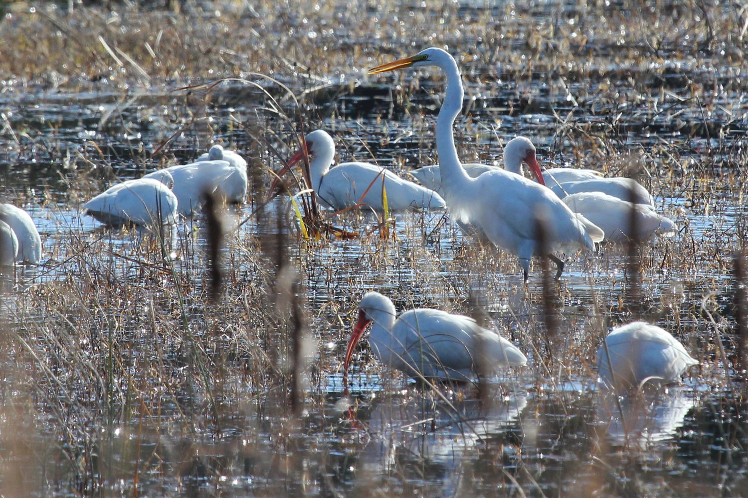 Great Egret &amp; White Ibis / 6 Jan / Princess Anne WMA Whitehurst Tract