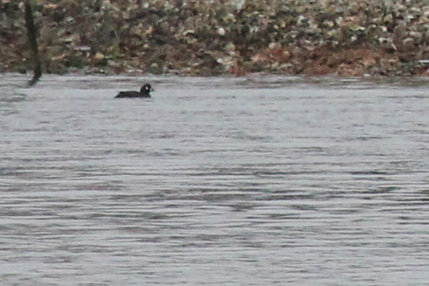 Harlequin Duck / 12 Jan / Long Creek