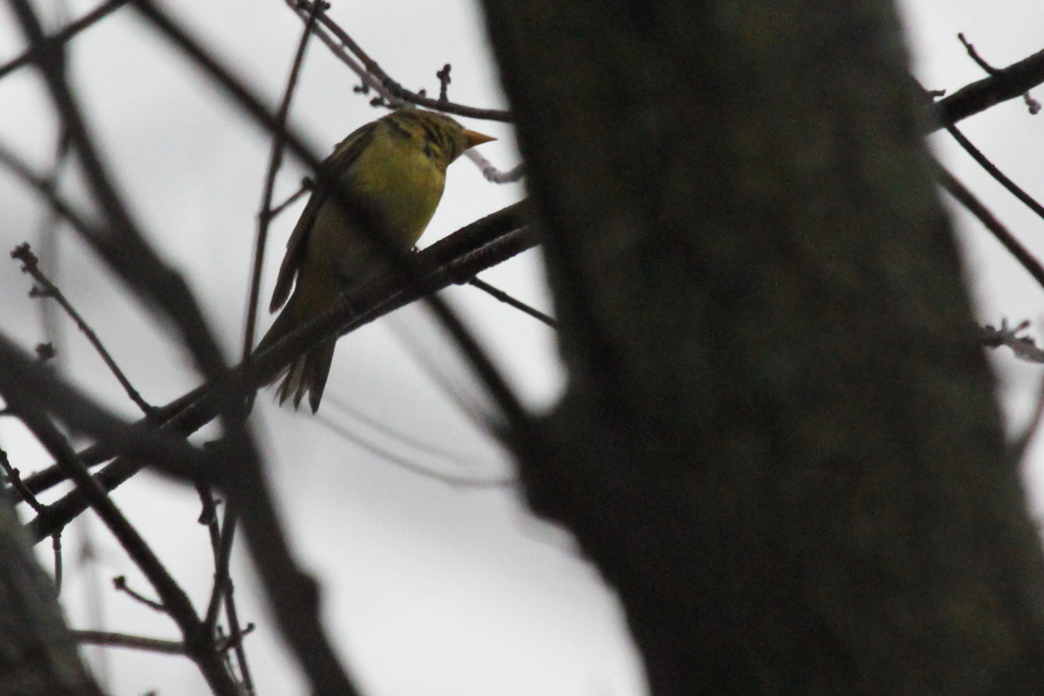 Western Tanager / 13 Jan / Windsor Woods (Private Residence)