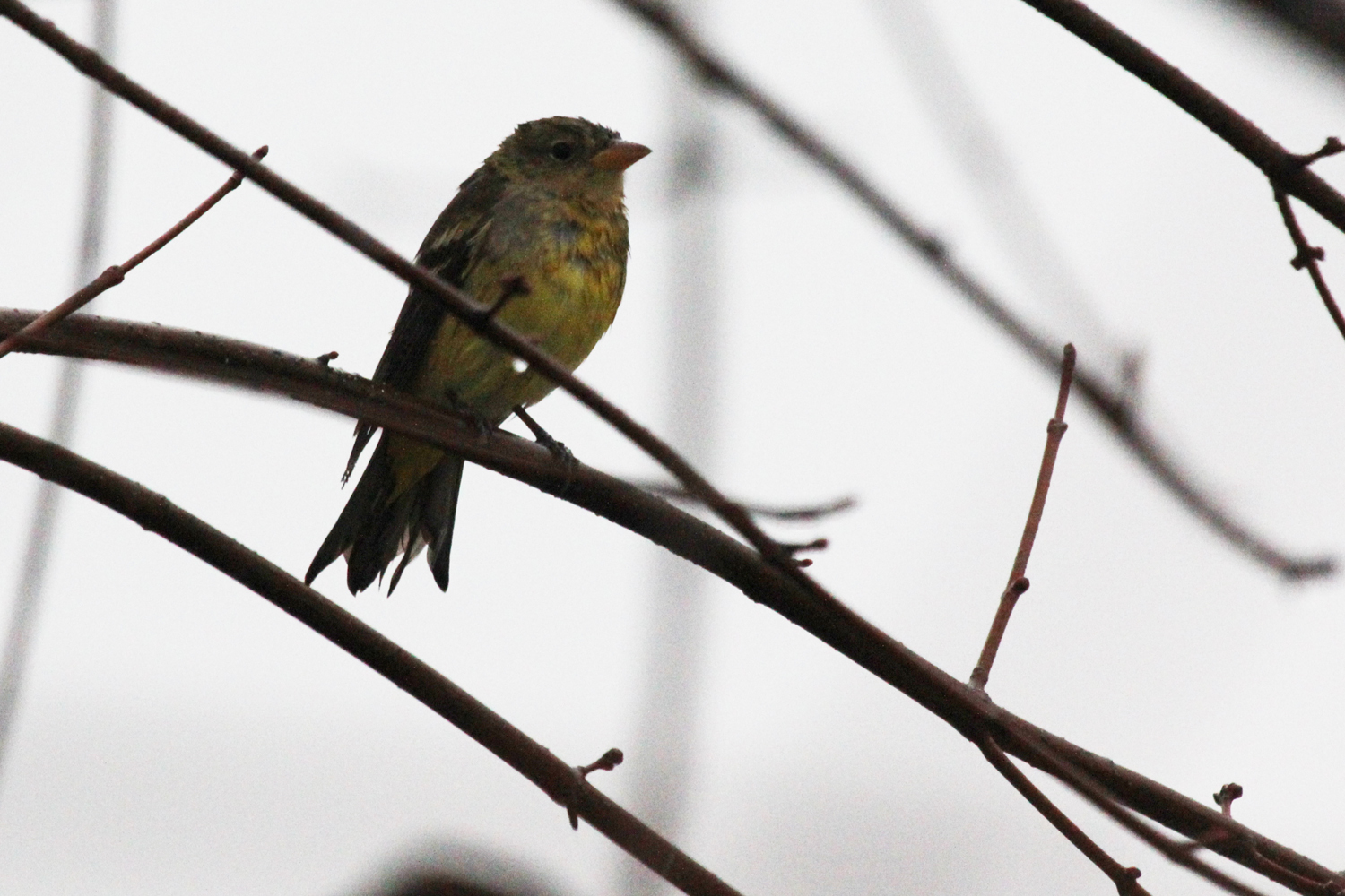 Western Tanager / 13 Jan / Windsor Woods (Private Residence)