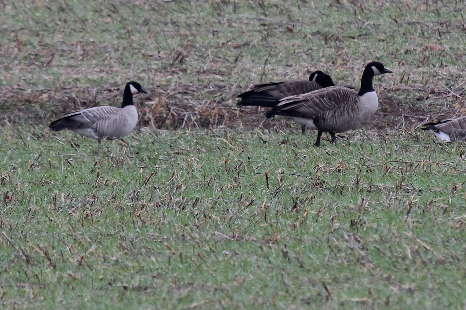 Cackling Goose &amp; Canada Geese / 13 Jan / Princess Anne Rd.