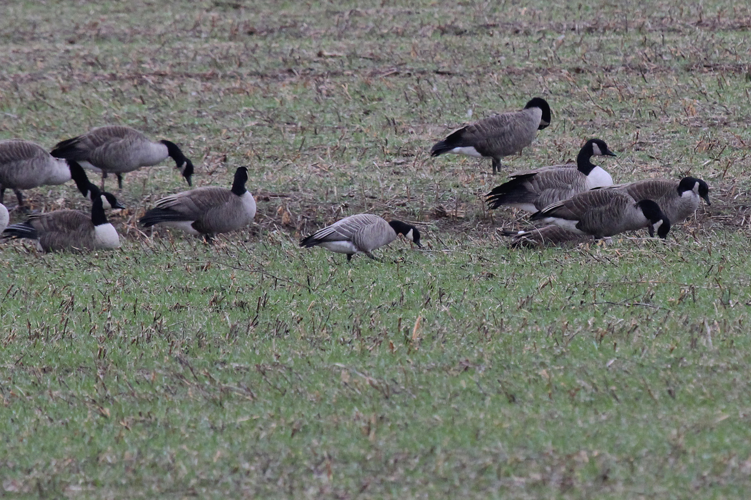 Cackling Goose &amp; Canada Geese / 13 Jan / Princess Anne Rd.