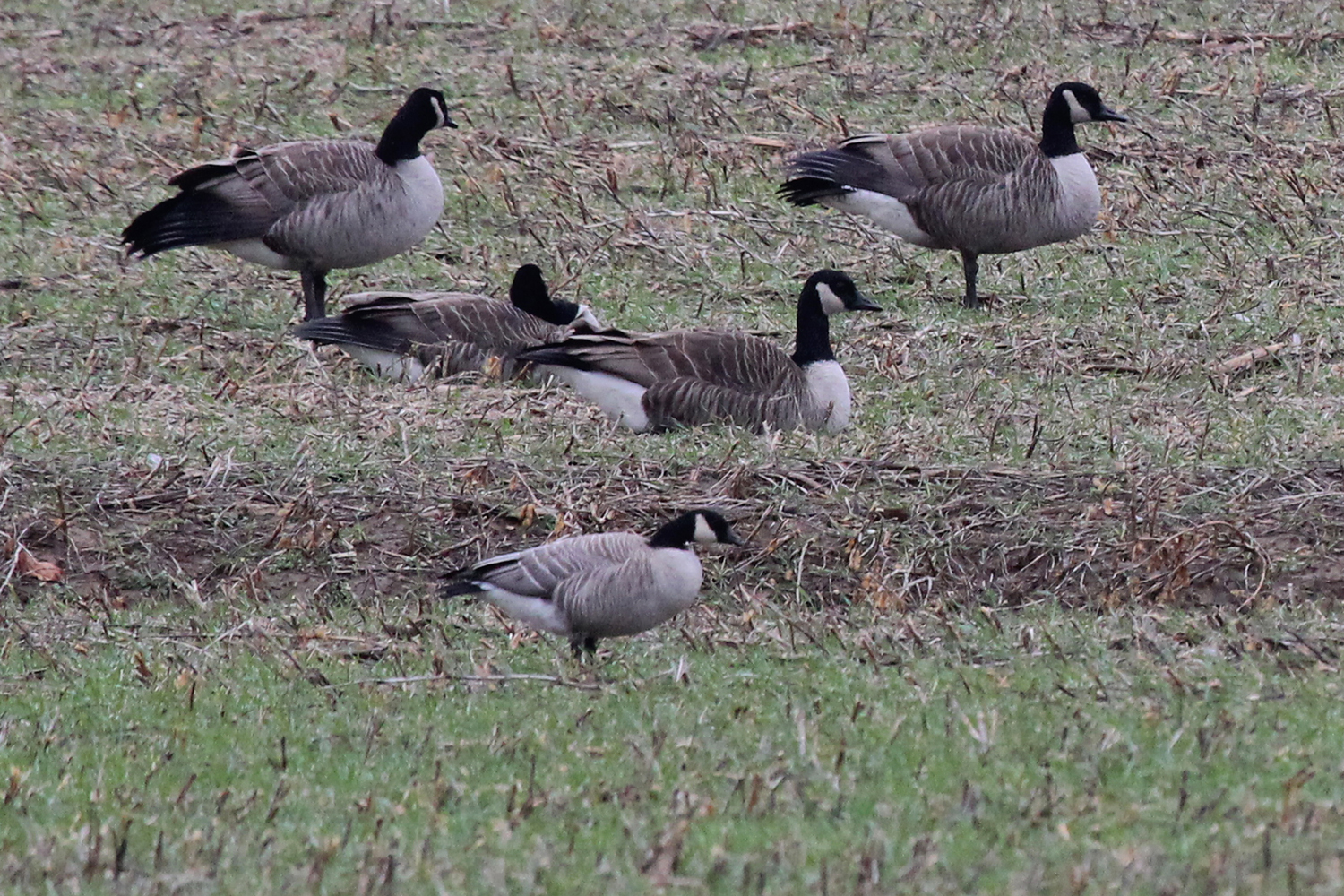 Cackling Goose &amp; Canada Geese / 13 Jan / Princess Anne Rd.