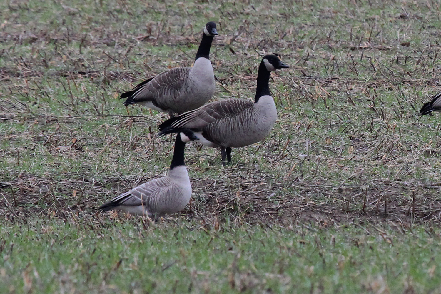 Cackling Goose &amp; Canada Geese / 13 Jan / Princess Anne Rd.
