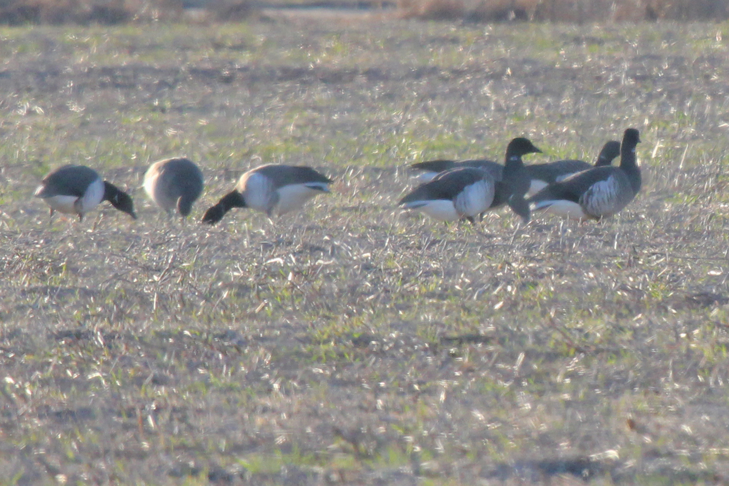 Brant / 11 Jan / Oceana Blvd.