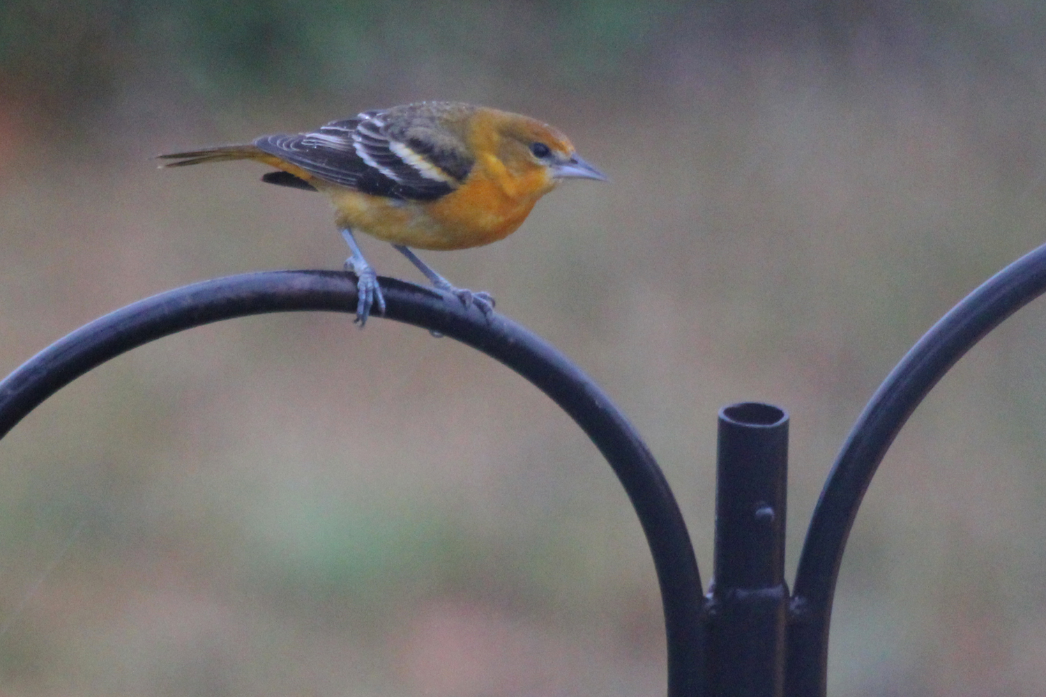 Baltimore Oriole / 13 Jan / Windsor Woods (Private Residence)