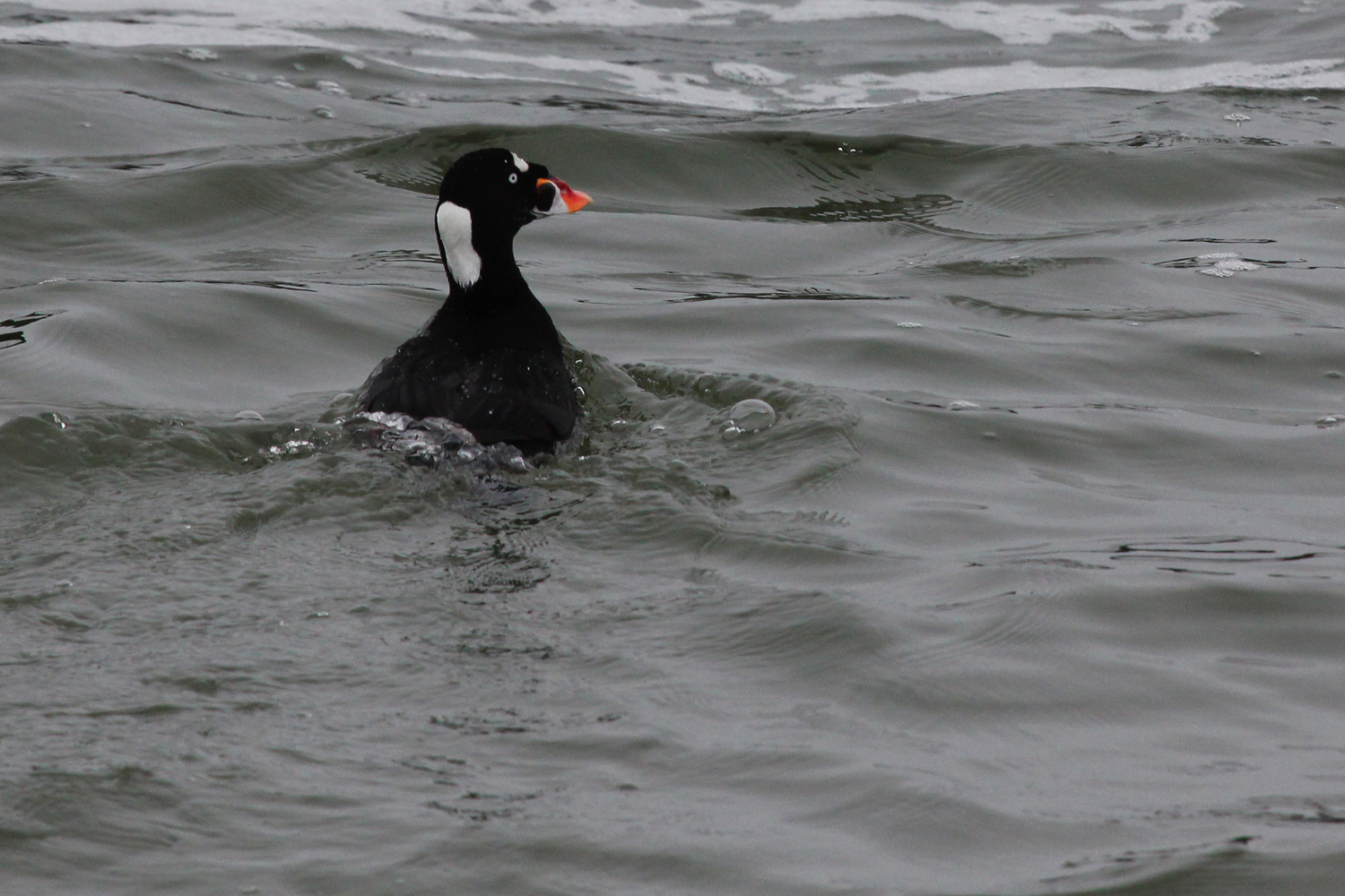 Surf Scoter / 12 Jan / Offshore Oceanfront