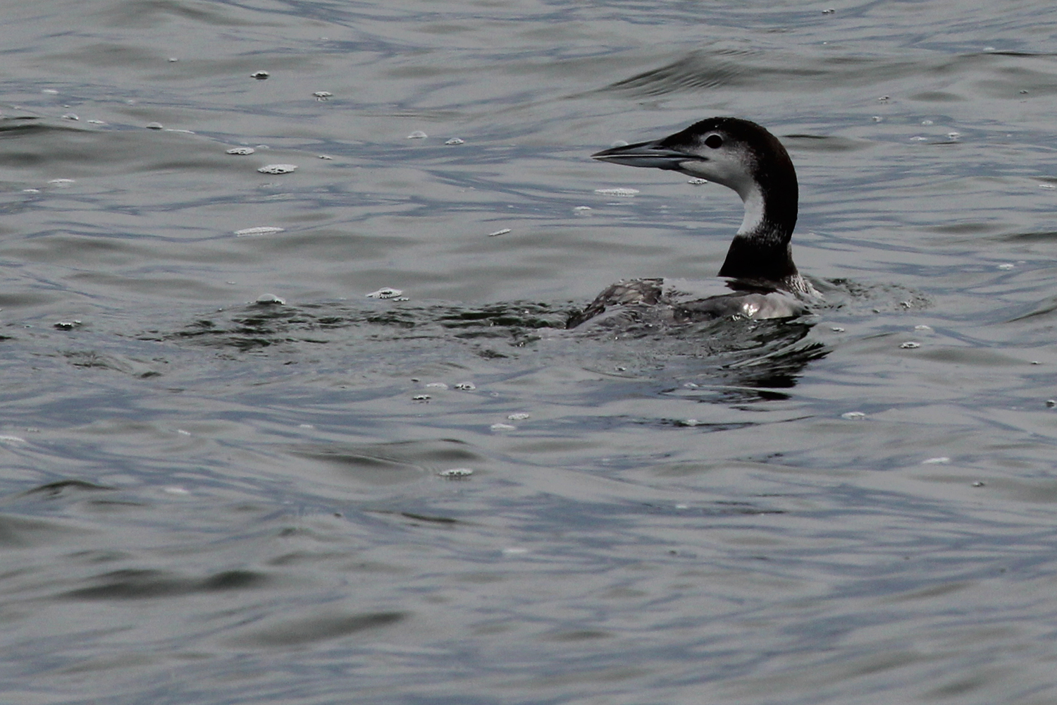 Common Loon / 12 Jan / Offshore Oceanfront