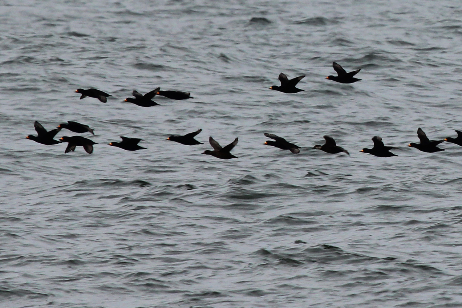 Black Scoters / 12 Jan / Offshore Oceanfront