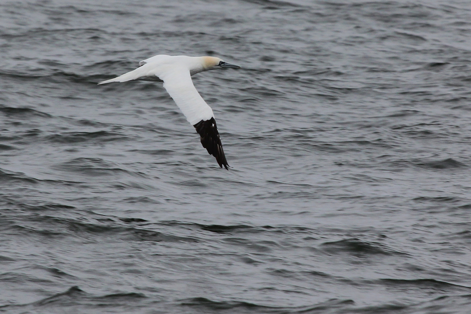 Northern Gannet / 12 Jan / Offshore Oceanfront