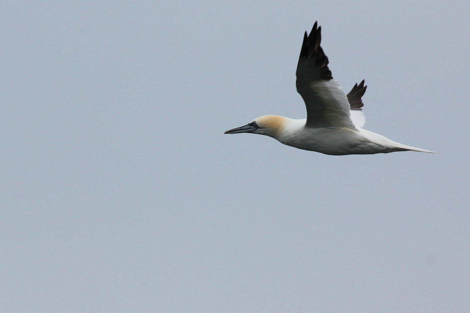 Northern Gannet / 12 Jan / Offshore Oceanfront