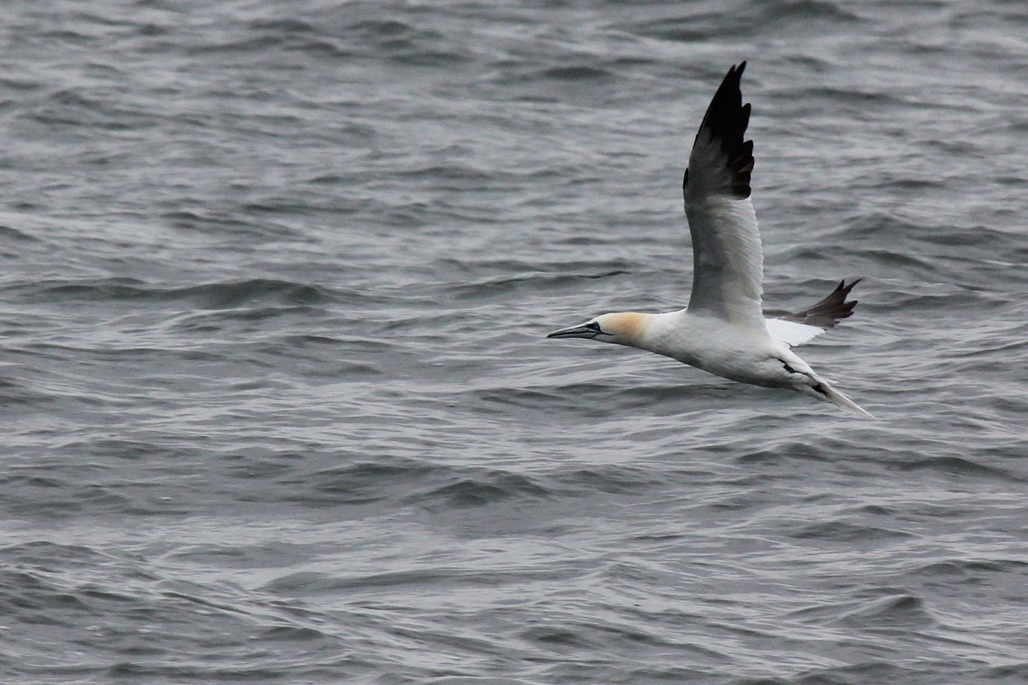 Northern Gannet / 12 Jan / Offshore Oceanfront