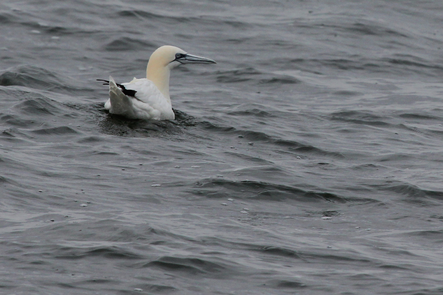 Northern Gannet / 12 Jan / Offshore Oceanfront