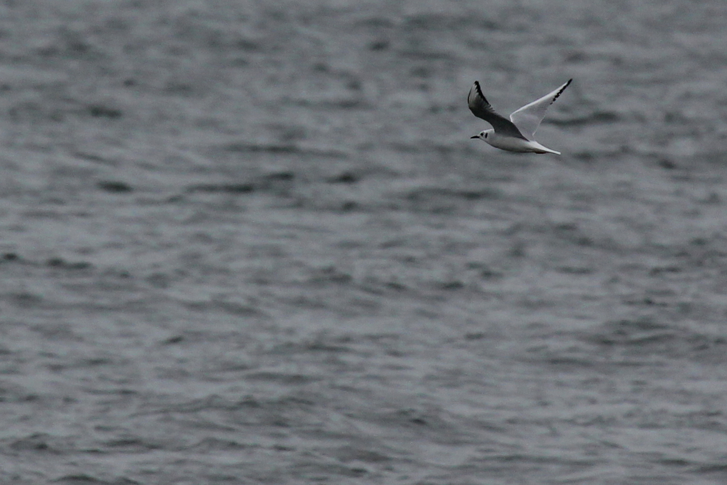 Bonaparte's Gull / 12 Jan / Offshore Oceanfront