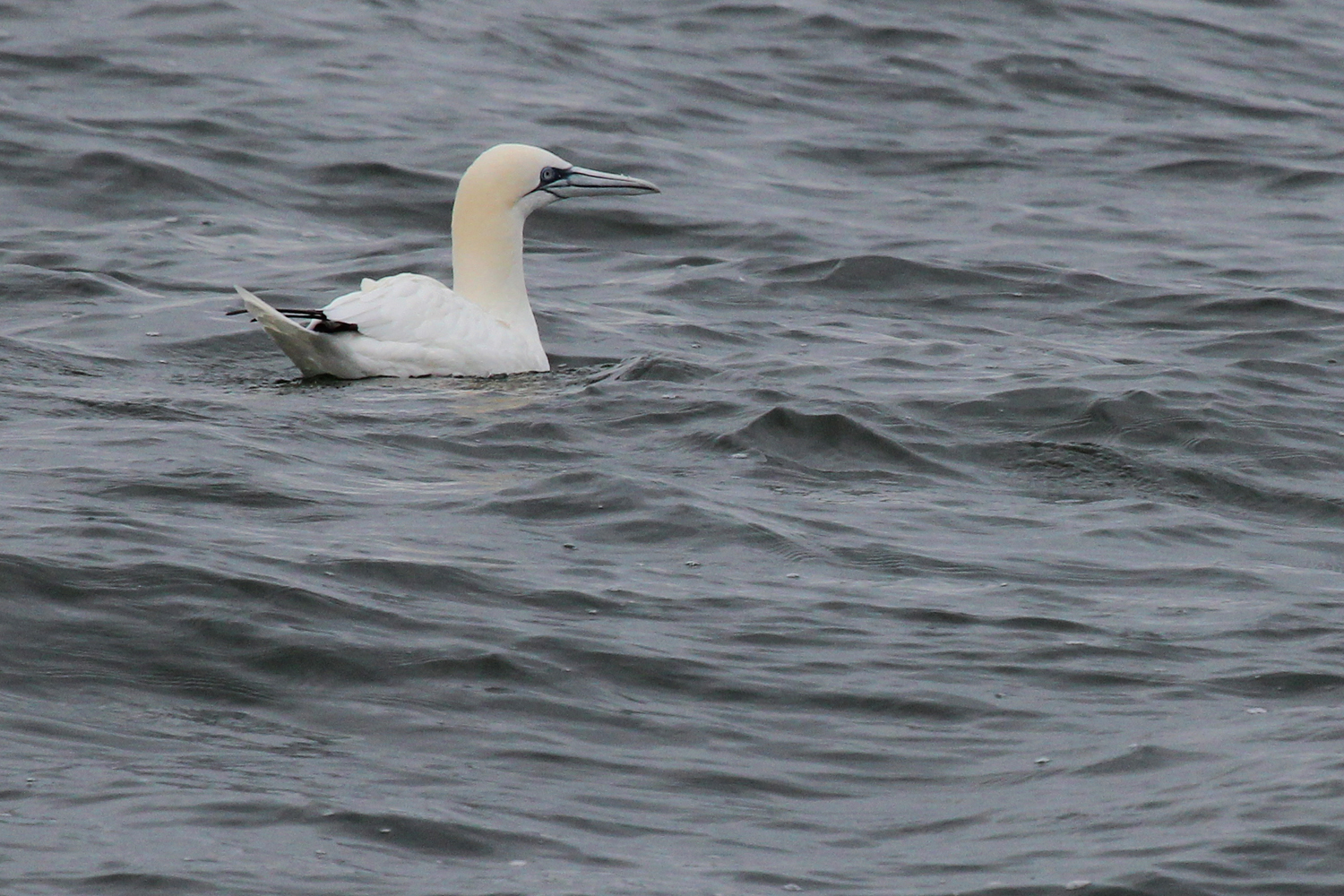 Northern Gannet / 12 Jan / Offshore Oceanfront