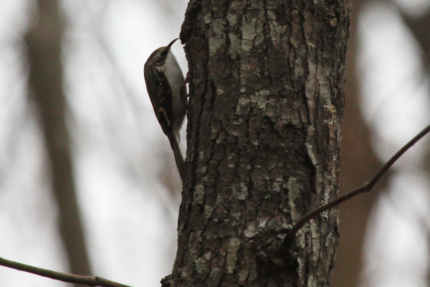 Brown Creeper / 12 Jan / Stumpy Lake NA