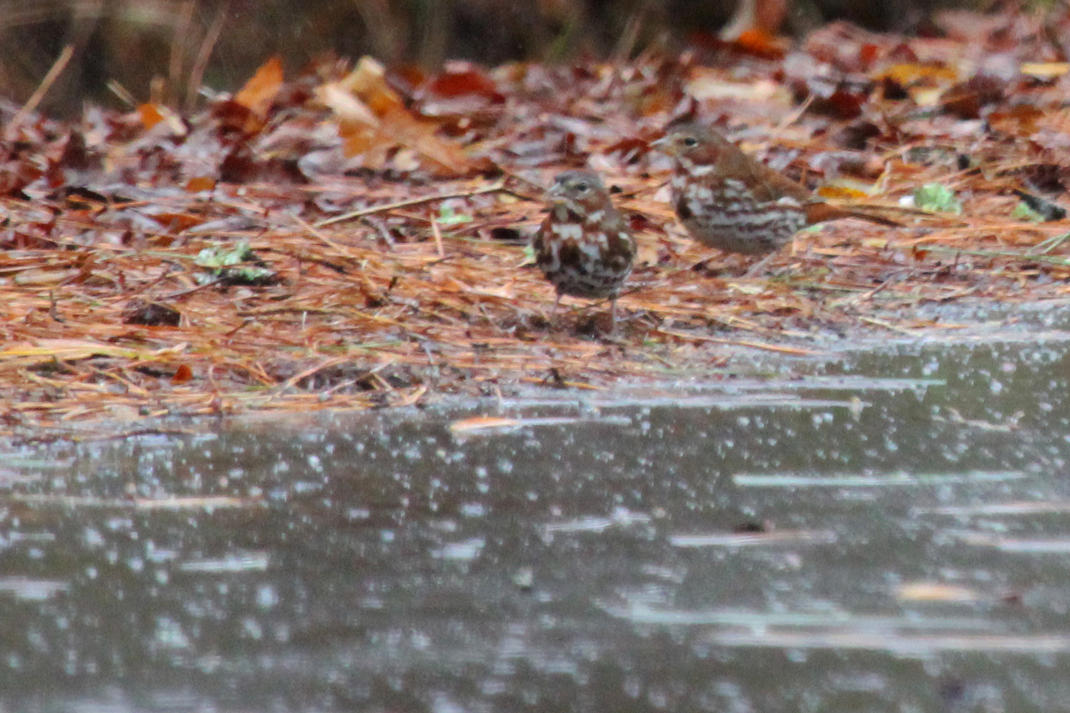 Fox Sparrows (Red) / 13 Jan / Blackwater Loop