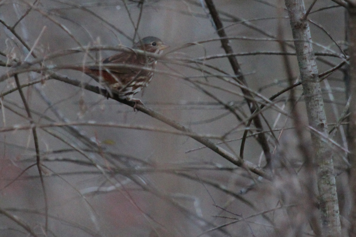 Fox Sparrow (Red) / 16 Jan / Stumpy Lake NA