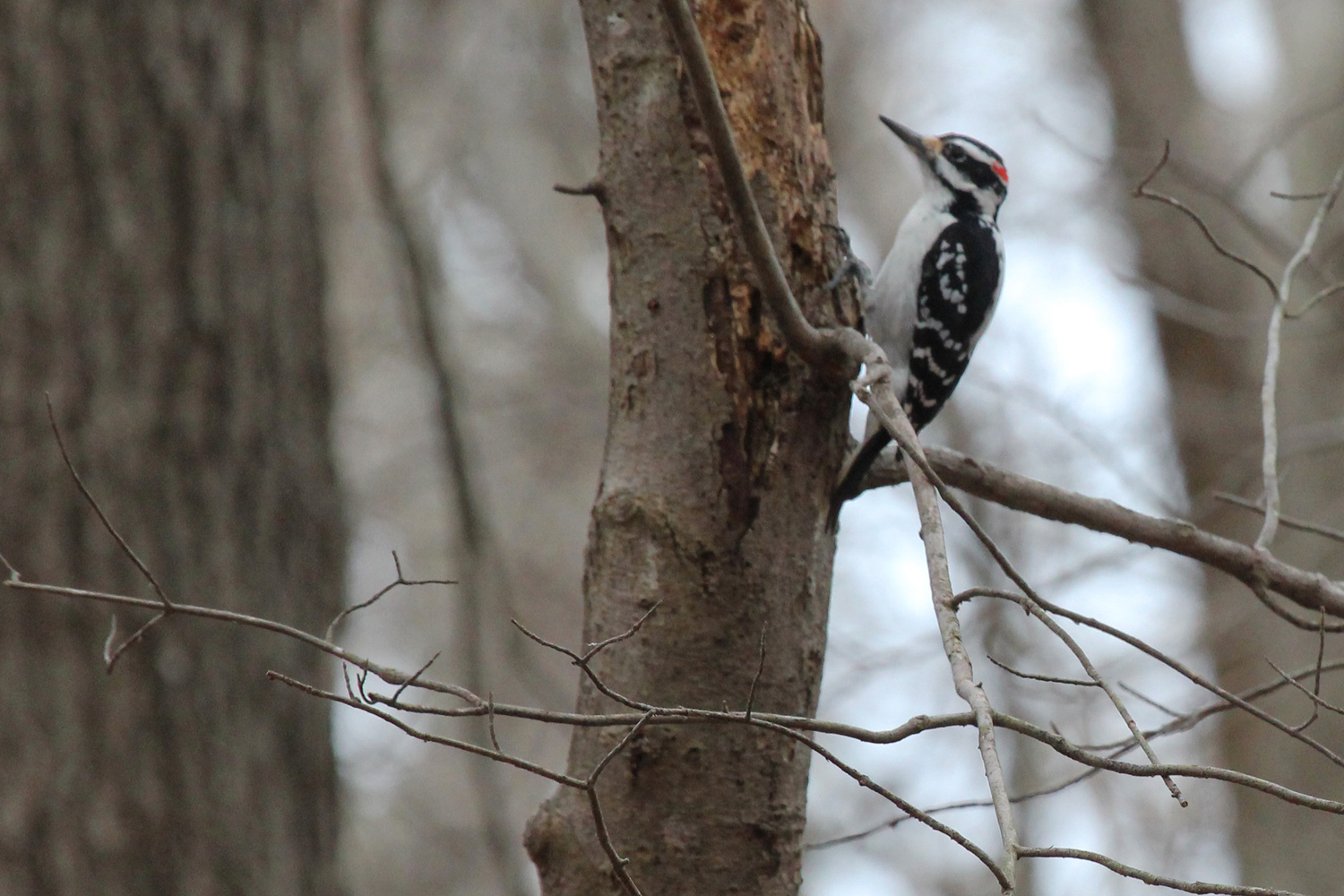 Hairy Woodpecker / 12 Jan / Stumpy Lake NA