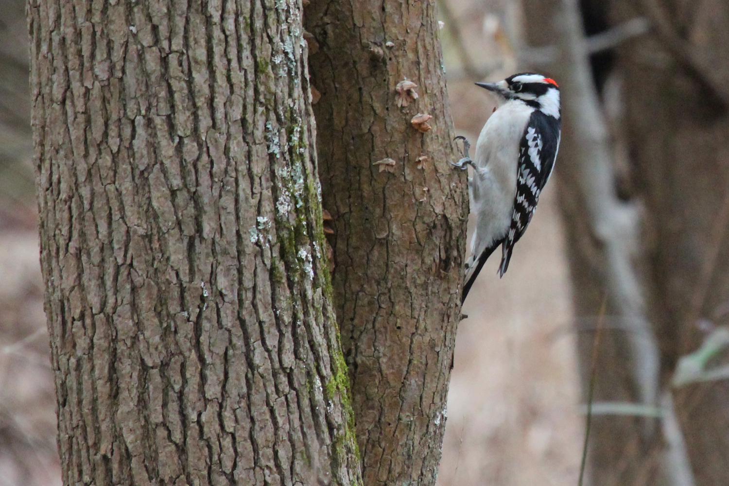 Downy Woodpecker / 12 Jan / Stumpy Lake NA