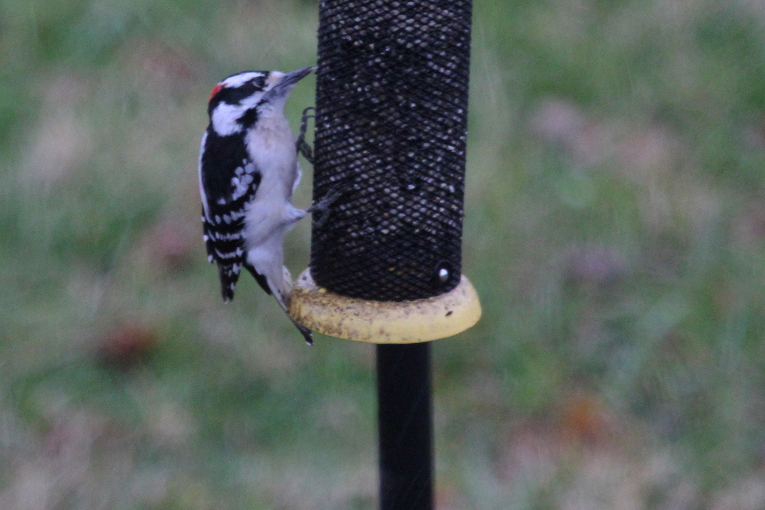 Downy Woodpecker / 13 Jan / Windsor Woods (Private Residence)