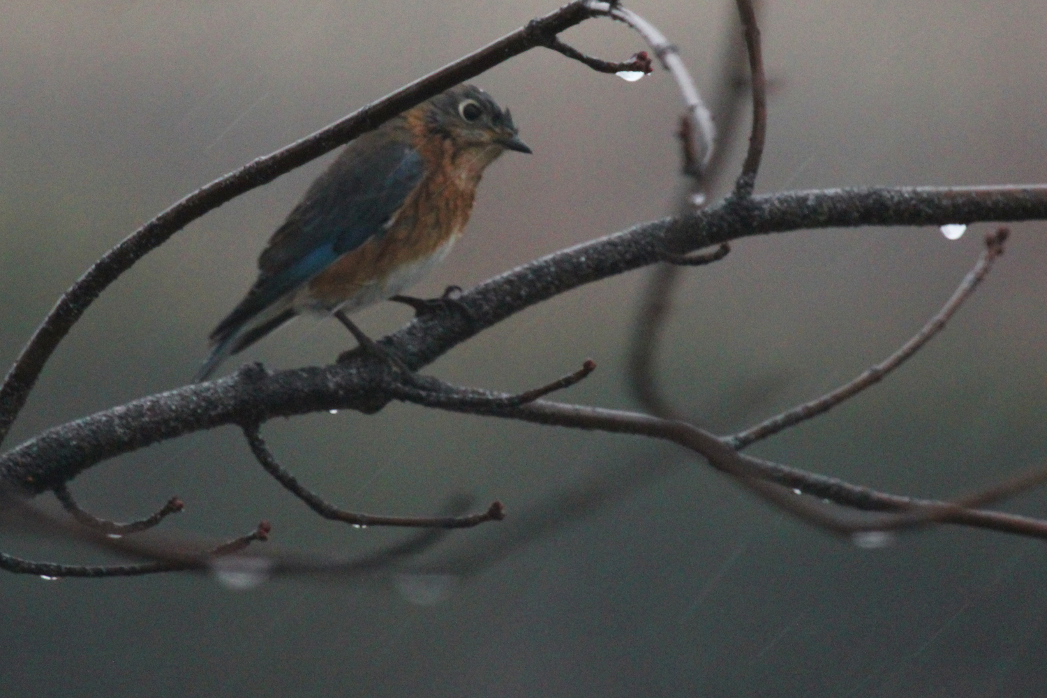 Eastern Bluebird / 13 Jan / Windsor Woods (Private Residence)