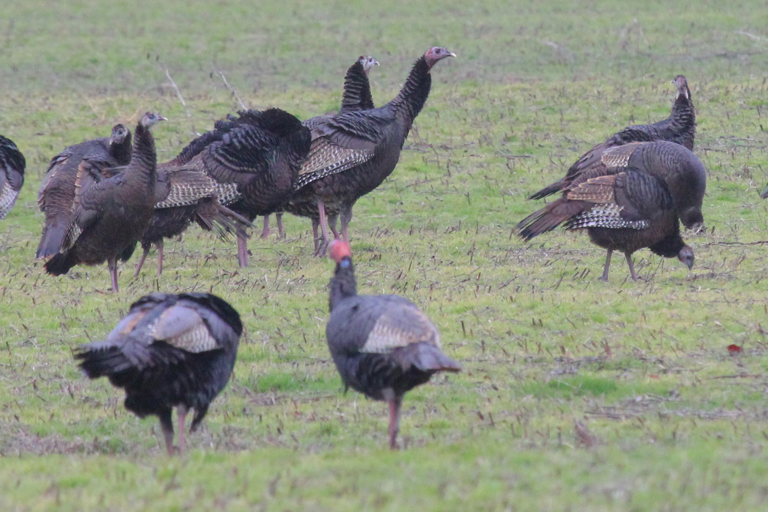 Wild Turkeys / 13 Jan / Ives Road