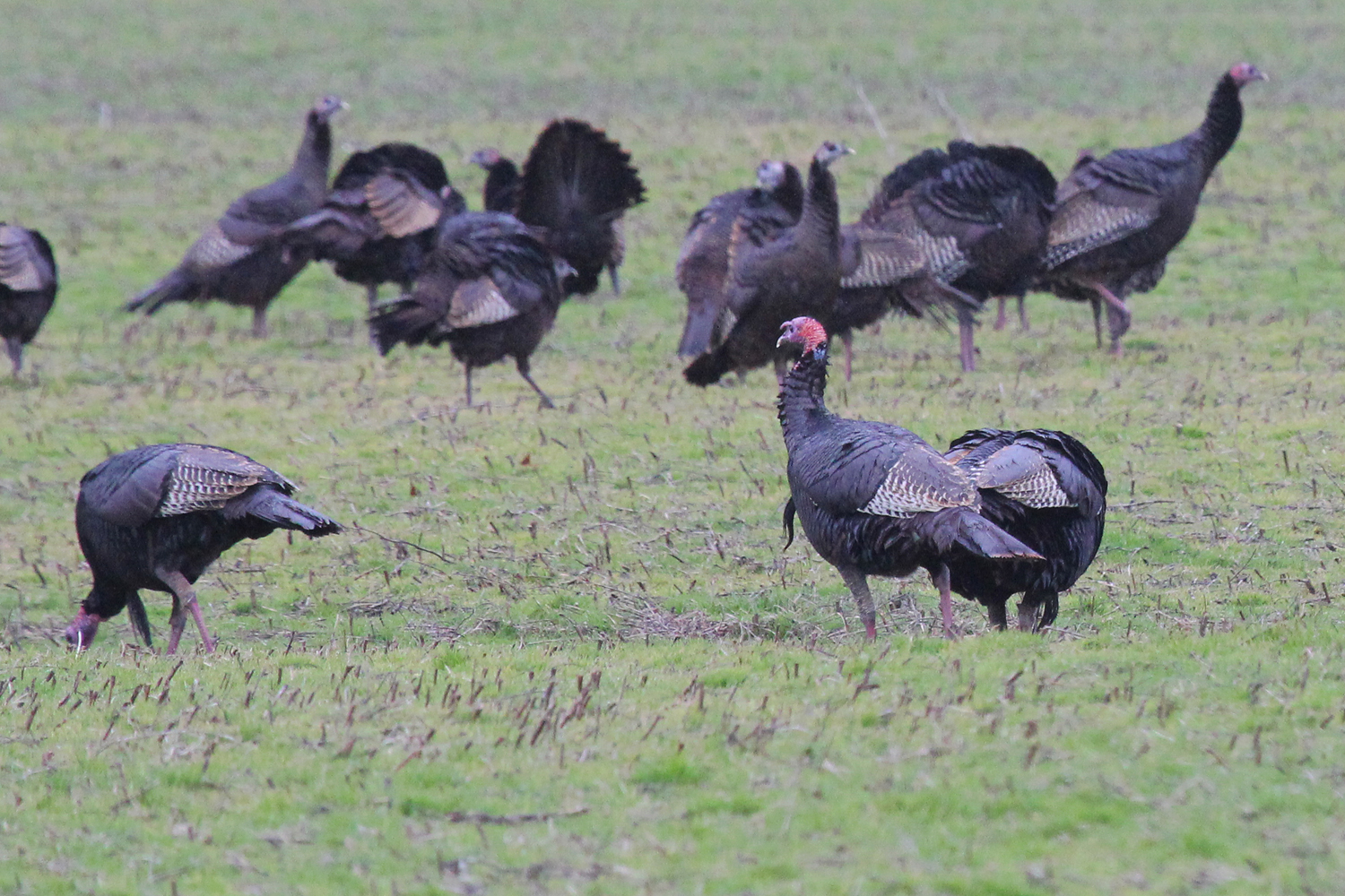 Wild Turkeys / 13 Jan / Ives Road