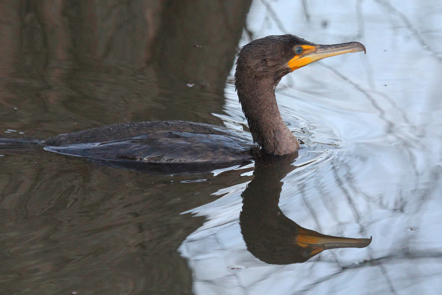 Double-crested Cormorant / 16 Jan / Stumpy Lake NA