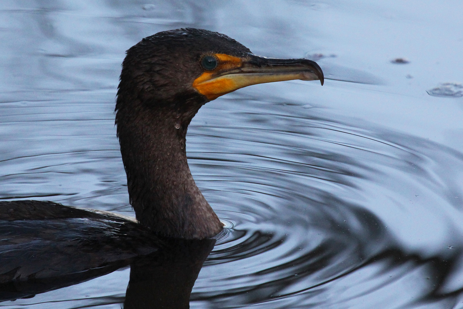 Double-crested Cormorant / 16 Jan / Stumpy Lake NA