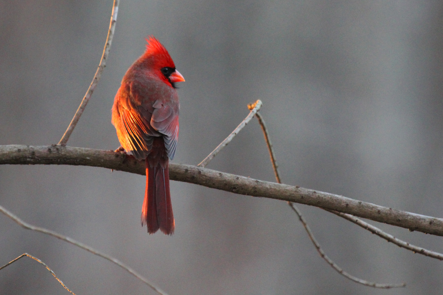 Northern Cardinal / 16 Jan / Stumpy Lake NA