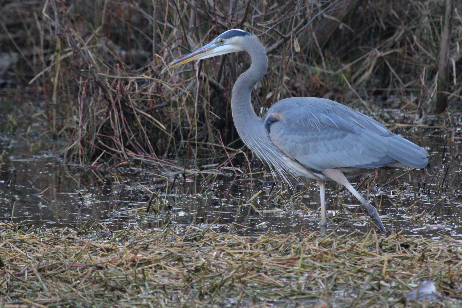 Great Blue Heron / 16 Jan / Stumpy Lake NA