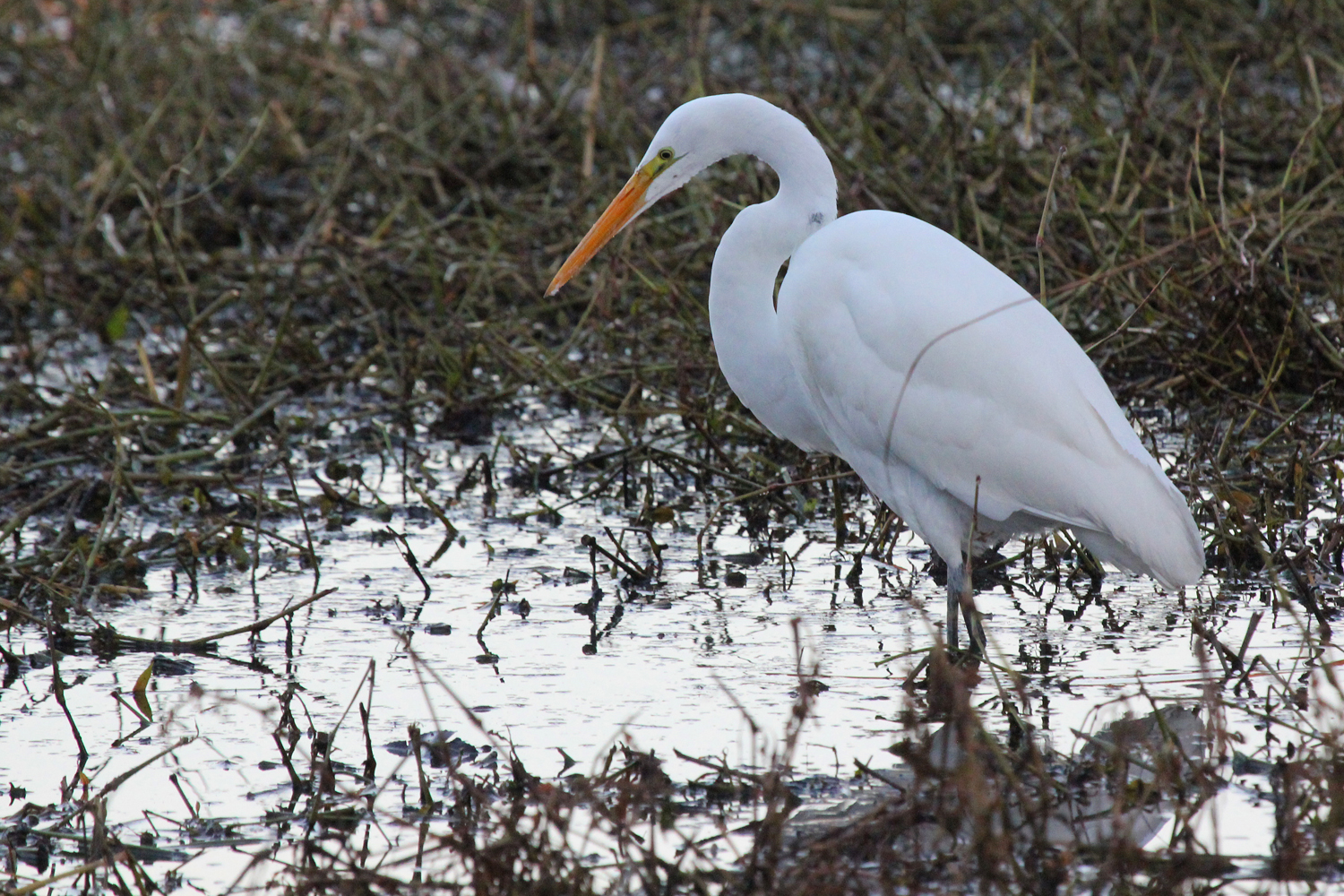 Great Egret / 16 Jan / Stumpy Lake NA