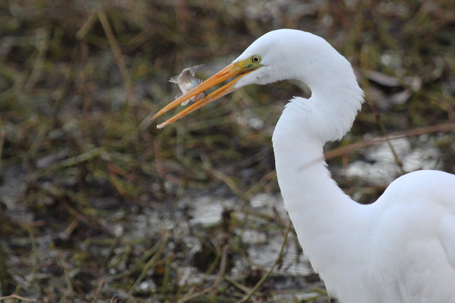 Great Egret / 16 Jan / Stumpy Lake NA