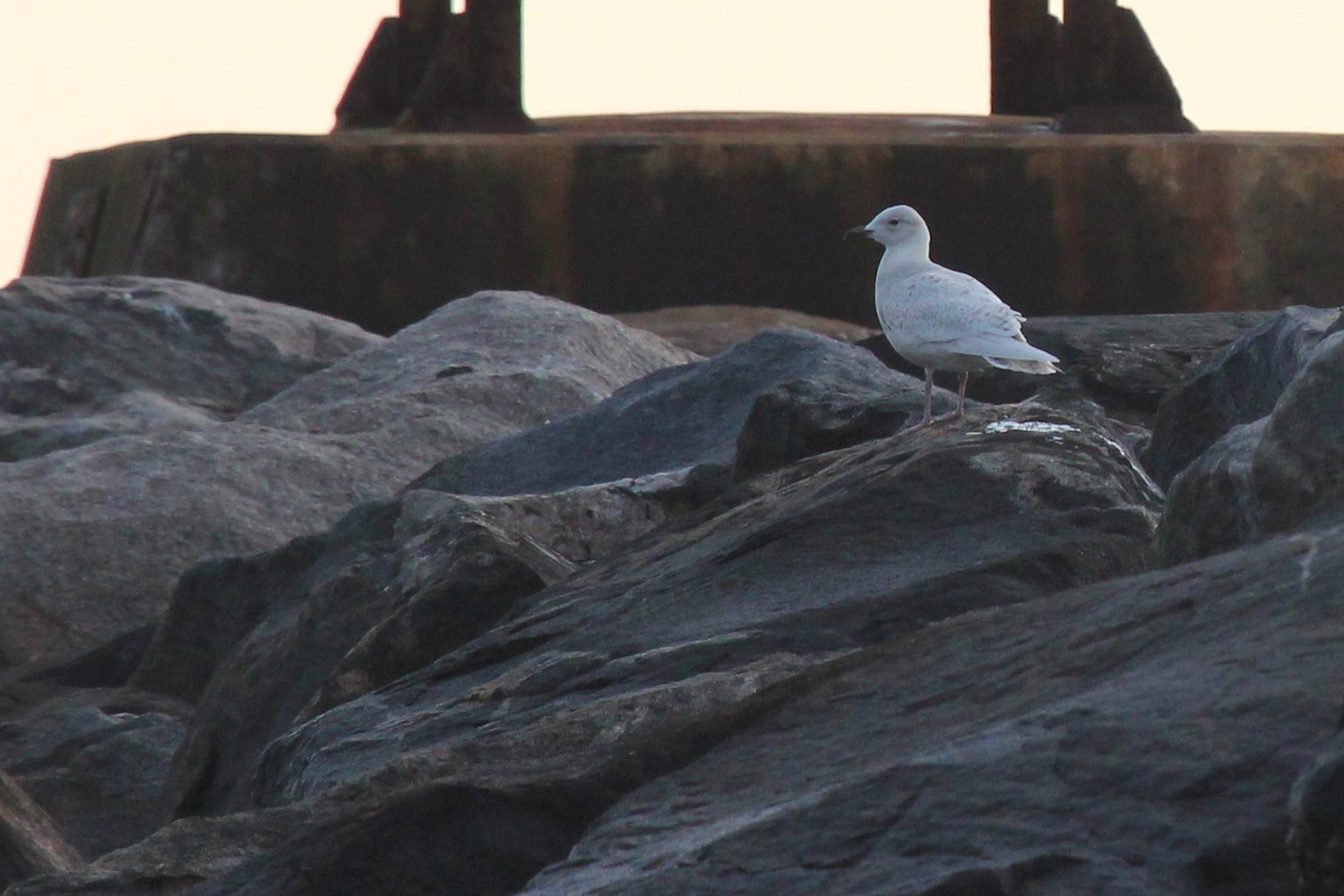 Iceland Gull / 17 Jan / Rudee Inlet