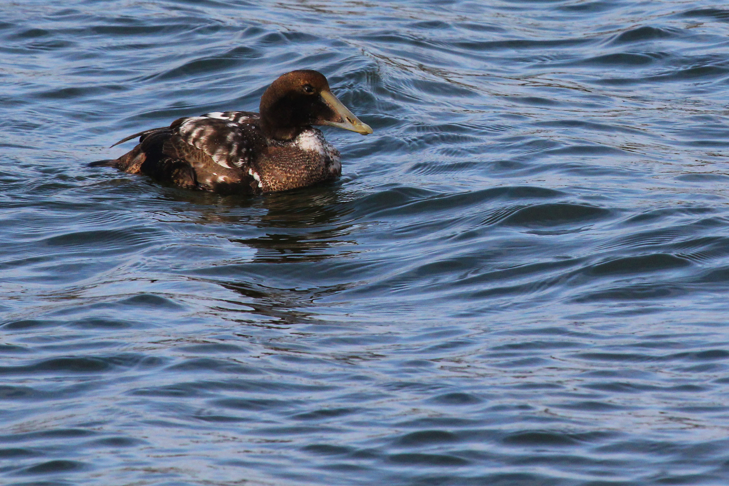 Common Eider / 17 Jan / Rudee Inlet