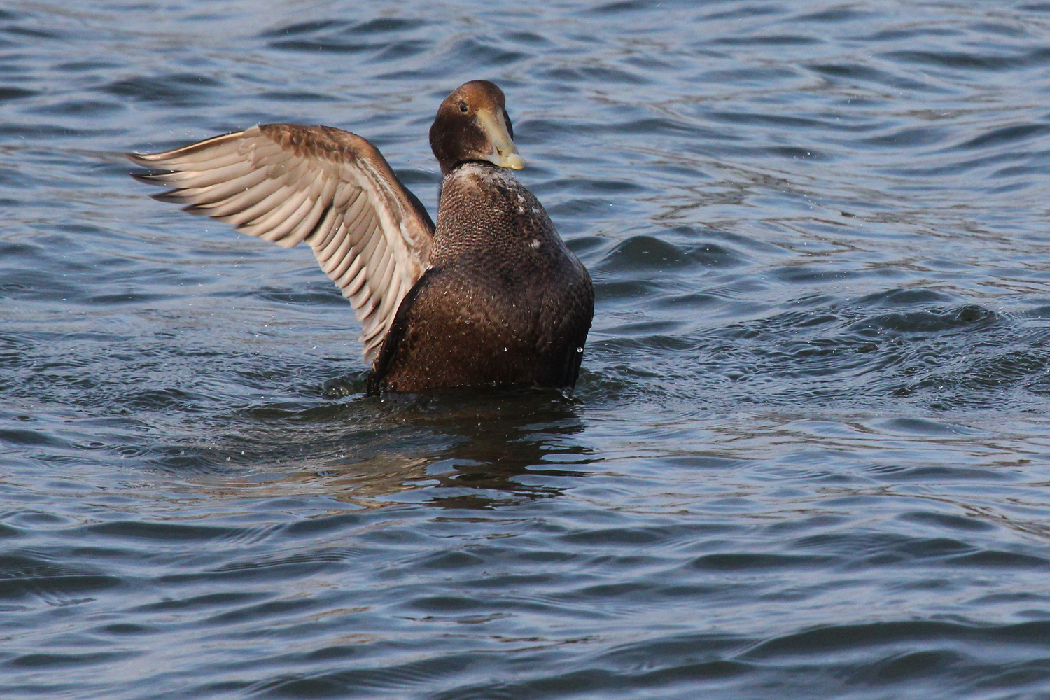 Common Eider / 17 Jan / Rudee Inlet