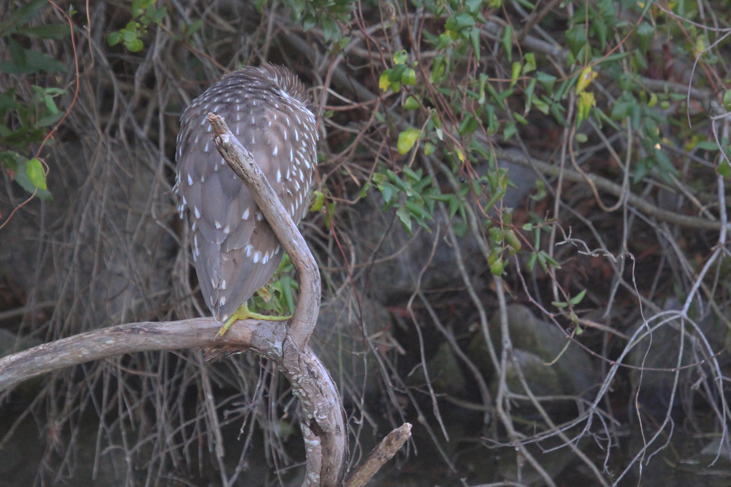 Black-crowned Night-Heron / 17 Jan / Middle Lake Holly