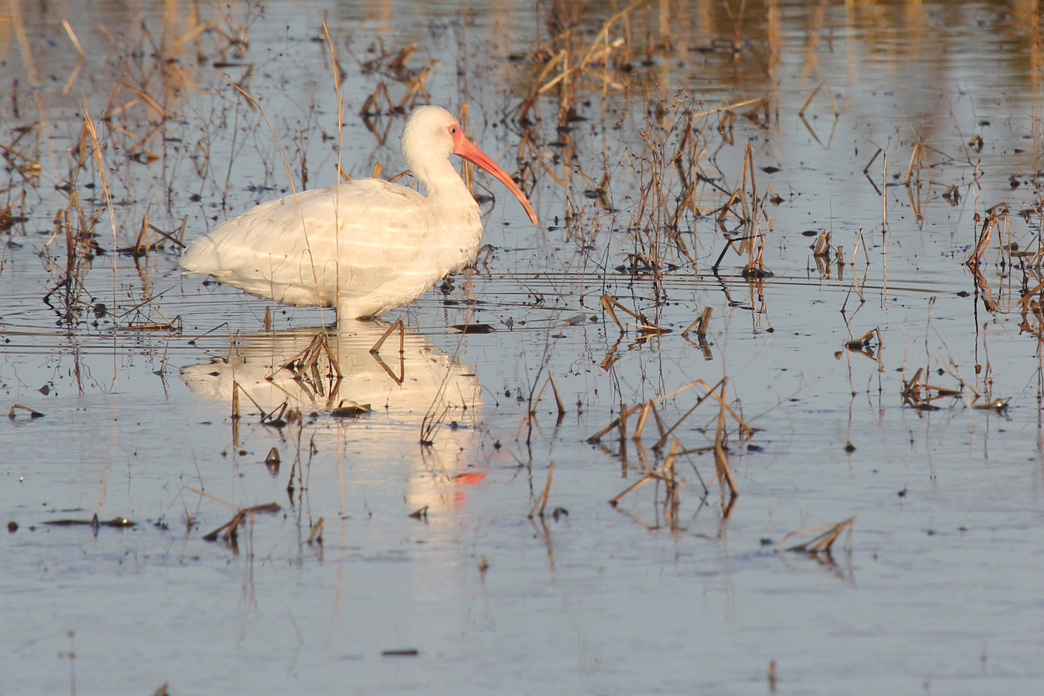 White Ibis / 27 Jan / Princess Anne WMA Whitehurst Tract