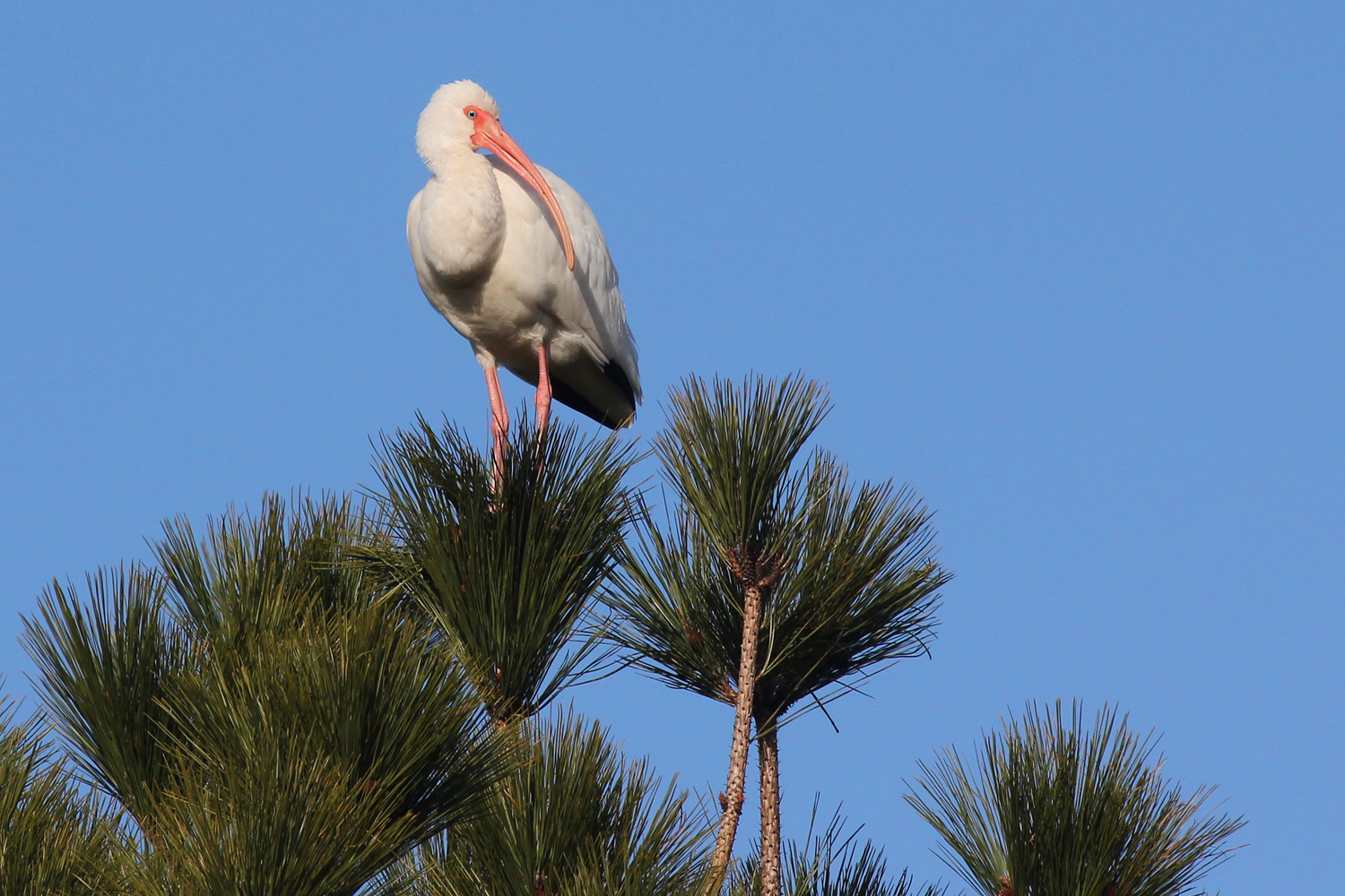 White Ibis / 27 Jan / Princess Anne WMA Whitehurst Tract