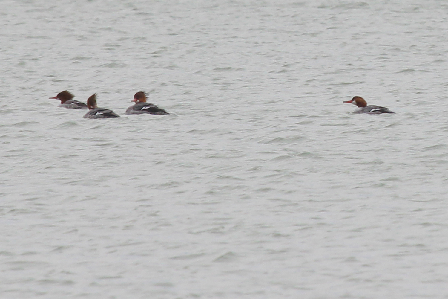 Common Mergansers / 28 Jan / Sherwood Lakes