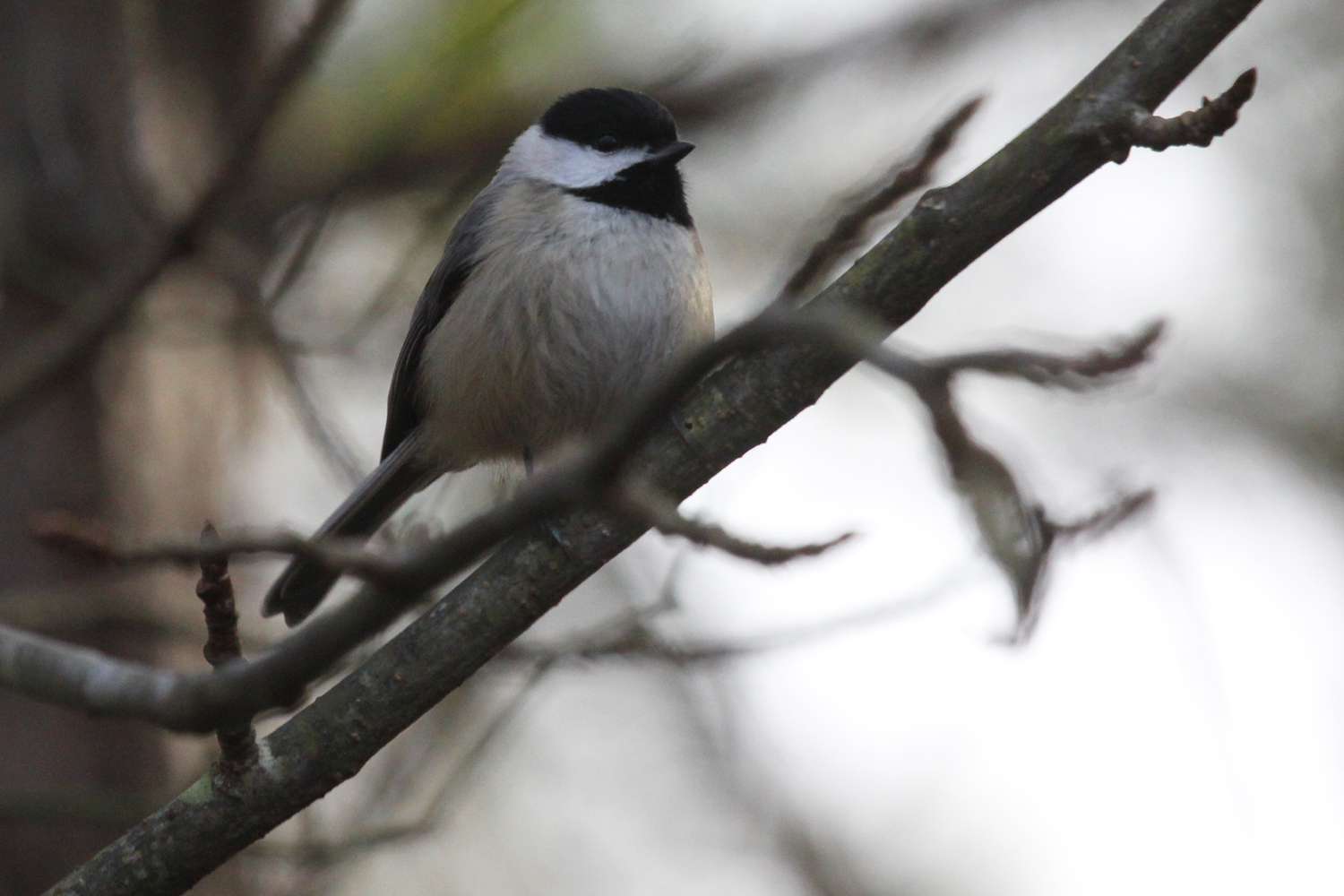 Carolina Chickadee / 27 Jan / Princess Anne WMA Beasley Tract