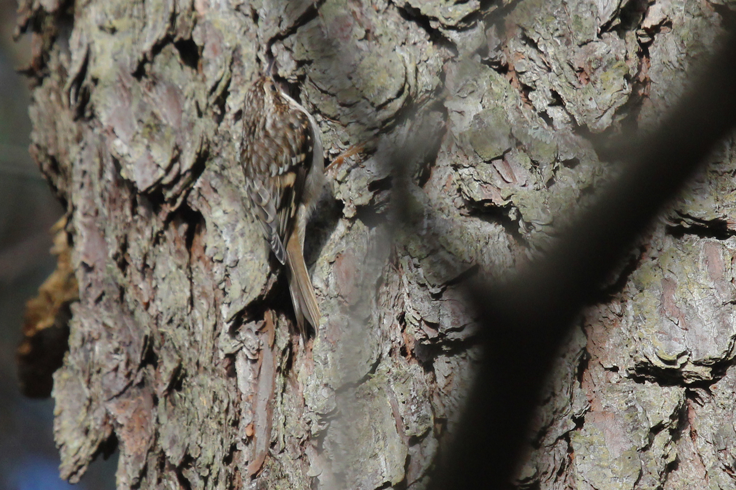 Brown Creeper / 27 Jan / Princess Anne WMA Beasley Tract