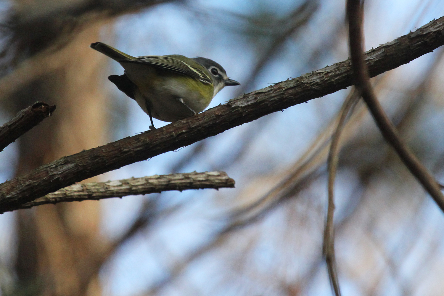 Blue-headed Vireo / 27 Jan / Princess Anne WMA Beasley Tract