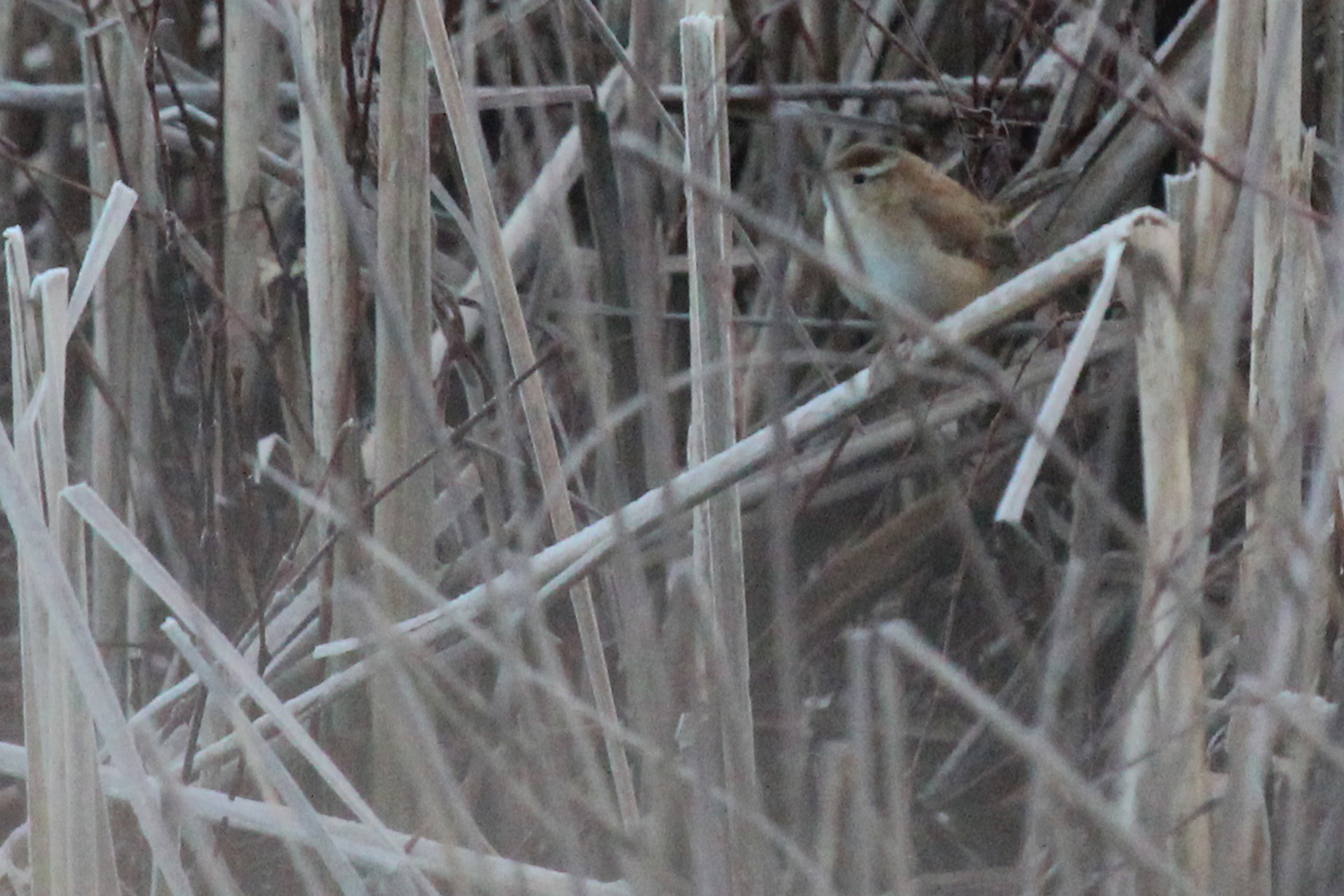 Marsh Wren / 27 Jan / Princess Anne WMA Beasley Tract