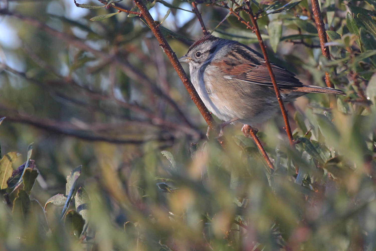 Swamp Sparrow / 27 Jan / Princess Anne WMA Whitehurst Tract